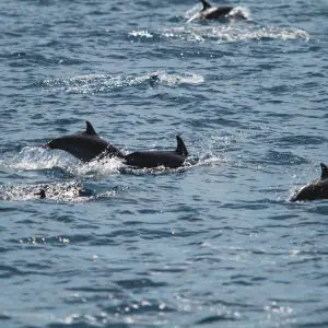 Long-beaked common dolphin (Delphinus capensis)