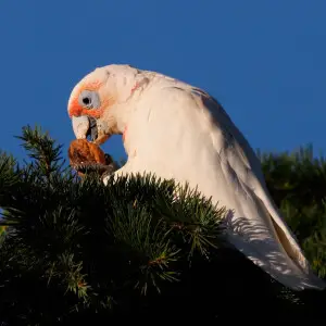 A Long-billed Corella in Victoria, Australia eating a walnut while perching in a fir tree.