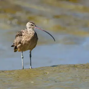 Long-billed Curlew at the Palo Alto Baylands