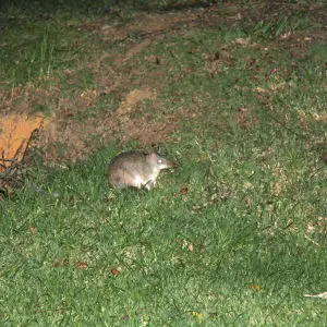 Long-Nosed Bandicoot