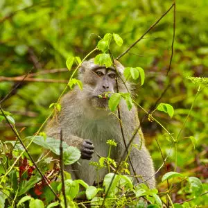 Long-Tailed Macaque (Macaca Fascicularis)