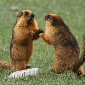 Long-tailed Marmot sparring in Suru Valley in Ladakh, India