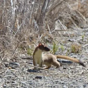 Long-tailed Weasel|Shasta Valley Wildlife Area | 2013-04-20at10-50-562
