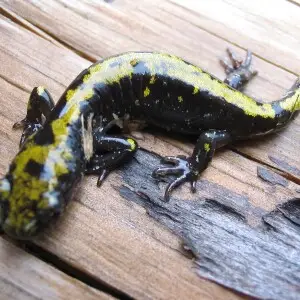 This long-toed salamander  (Ambystoma macrodactylum) was found under a log. Its tail was severed (Autotomy) and waving while the salamander was walking quietly away.