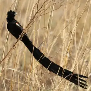 Longtailed Widowbird, Euplectes progne in early summer breading plumage at Rietvlei Nature Reserve, Gauteng, South Africa