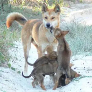 a male dingo with pups
