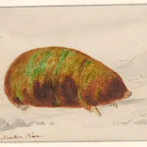 Cape golden mole - Facts, Diet, Habitat & Pictures on Animalia.bio