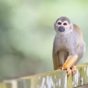 Curious Squirrel-monkey, Iranduba, Amazonas, Brazil.