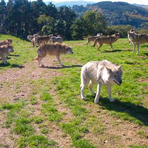 Loups de Mongolie recueillis par la Fondation Brigitte Bardot visibles dans le parc d'observation de 20 hectares dans le village de Sainte-Lucie