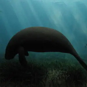 Dugong - Facts, Diet, Habitat & Pictures on Dugong - Facts, Diet, Habitat & Pictures on