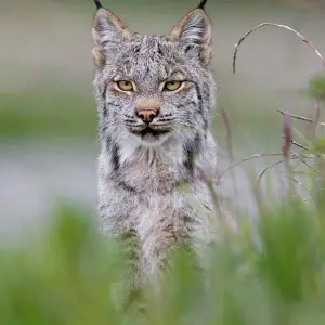 Canadian Lynx photo