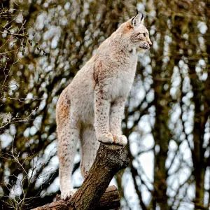 Lynx - Whipsnade Zoo