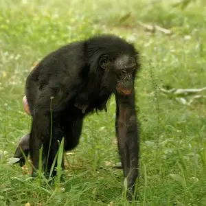 Bonobo photo