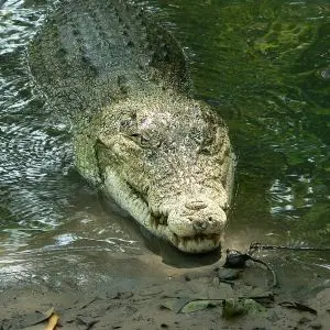Australian Saltwater Crocodile photo