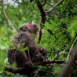 Macaca arctoides, Stump-tailed macaque - Kaeng Krachan National Park