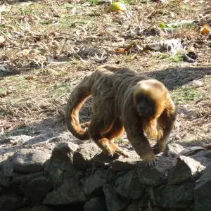 Macaco-prego-galego (Sapajus flavius)