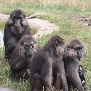 Macaques de Tonkean