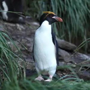 Macaroni Penguin amid Tussock Grass