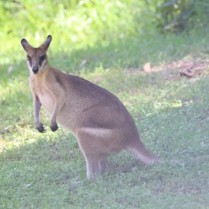 Agile Wallaby