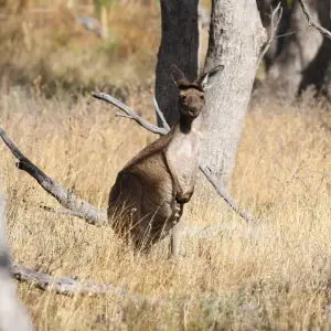 Macropus fuliginosus