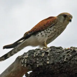 Madagascar Kestrel (Falco newtoni) - Isalo, Madagascar