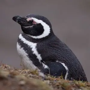 Magellanic Penguin sleeping