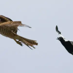 An immature Brown Goshawk (Accipiter fasciatus) in flight chased by an Australian Magpie. 
Camera data

Camera Canon EOS 400D
Lens Canon EF 400mm f5.6L
Flash Fill, Fresnel Extender
Focal length 400 mm
Aperture f/5.6
Exposure time 1/3200 s
Sensivity ISO 40