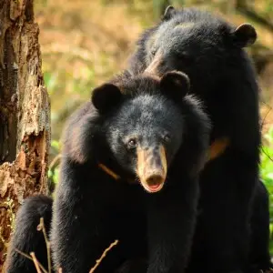 This picture is of the Himalaya Black Bear in which the both male and female bear are mating with each other.