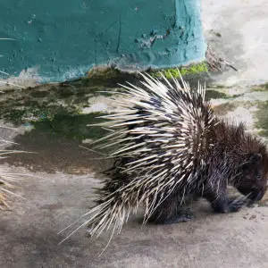 Malay porcupine