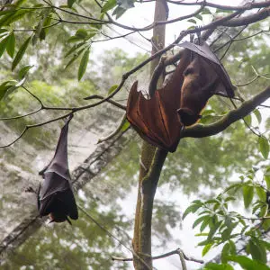 Malayan Flying Foxes in Singapore Zoo
