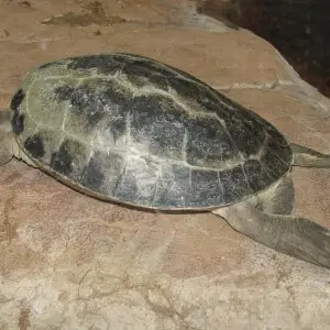 Painted terrapin - Facts, Diet, Habitat & Pictures on Animalia.bio