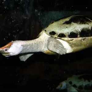 Malaysian Painted River Turtle (Callagur borneoensis) at Newport Aquarium