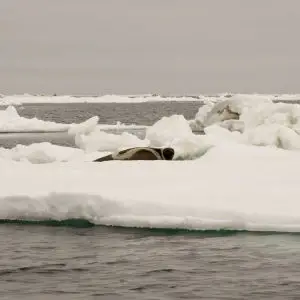 Male RIbbon Seal on Ice Floe