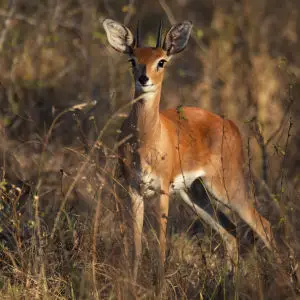 Male Steenbok
