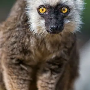 Male white fronted brown lemur