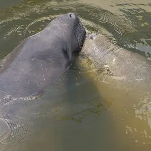 Manatee Make Out Session