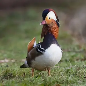 Mandarin Duck photo