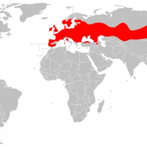 Distribution map of Myotis daubentonii.
