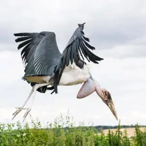 "Marabou Stork" at Eagle Heights