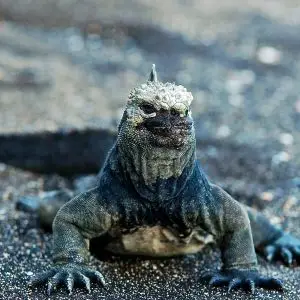 Marine Iguana