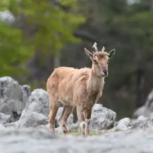 Markhor on Rocky Terrain