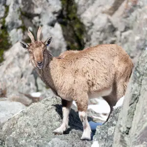Markhor - Facts, Diet, Habitat & Pictures on 