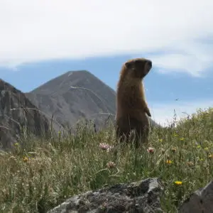 Marmot at Chalk Creek Pass