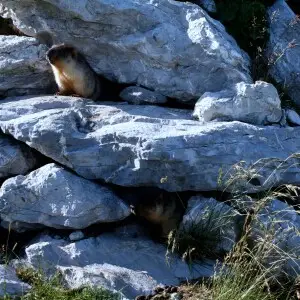 Marmota camtschatica