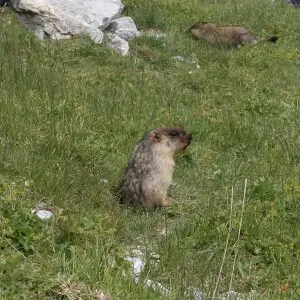 Marmota camtschatica Rochers de Naye, Suisse (Marmot paradise)