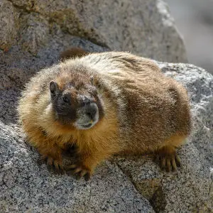 Marmota flaviventris (Yellow-bellied marmot)