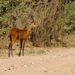 Marsh Deer (Blastocerus dichotomus) doe on the road ...