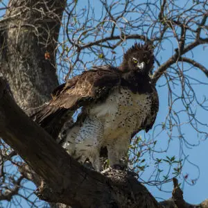Martial Eagle - Mara - Kenya_S4E7401