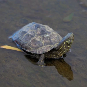 500px provided description: Chinese pond turtle [Reeves' turtle] (Mauremys reevesii,&#160;????) walking up the the canal in Tsuji, Ritto City. Three hand-size turtles were together, probably headed for a small pond about 300 meters upstream from where I f