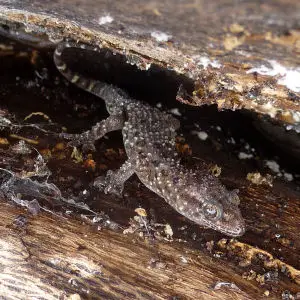 Mediterranean House Gecko (Hemidactylus turcicus), juvenile